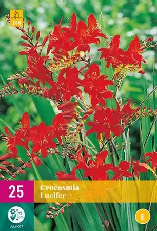 25 Crocosmia Lucifer - afbeelding 2