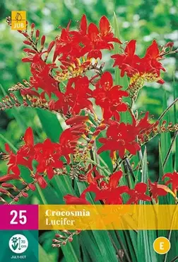 25 Crocosmia Lucifer - afbeelding 2