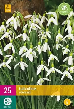 X 25 Galanthus elwesii - afbeelding 2