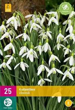 X 25 Galanthus elwesii - afbeelding 1