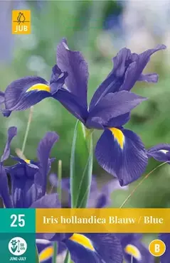 X 25 Iris hollandica blauw - afbeelding 1
