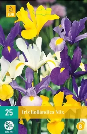 X 25 Iris hollandica mix - afbeelding 1