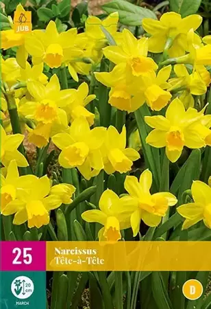 X 25 Narcissus Tête-à-Tête