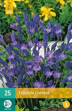 25 Triteleia Corrina - afbeelding 2