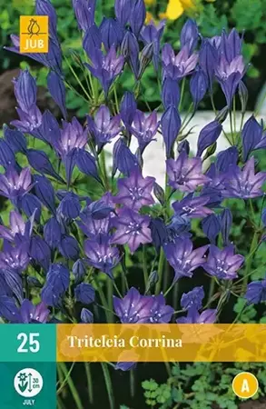 X 25 Triteleia Corrina - afbeelding 2