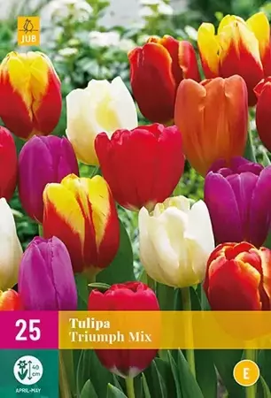 X 25 Tulipa Triumph mix - afbeelding 2