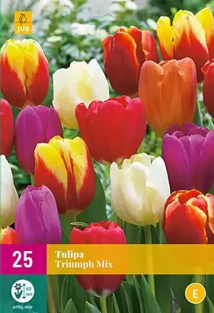 X 25 Tulipa Triumph mix - afbeelding 1