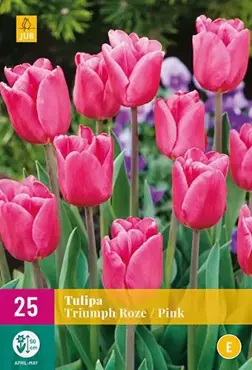X 25 Tulipa Triumph roze - afbeelding 2