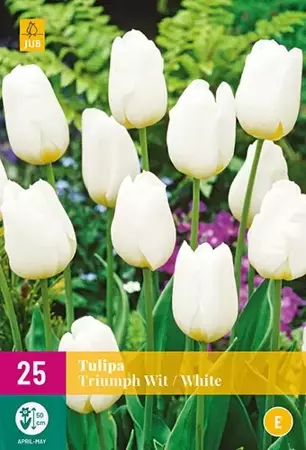 X 25 Tulipa Triumph wit - afbeelding 2