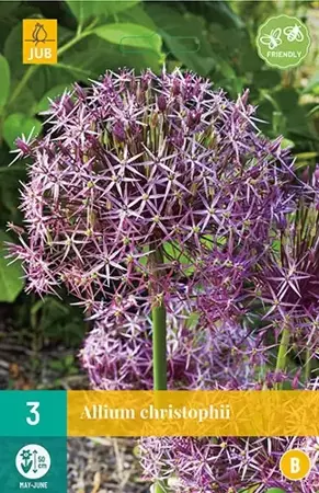 X 3 Allium christophii - afbeelding 1