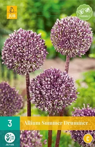 X 3 Allium Summer Drummer
