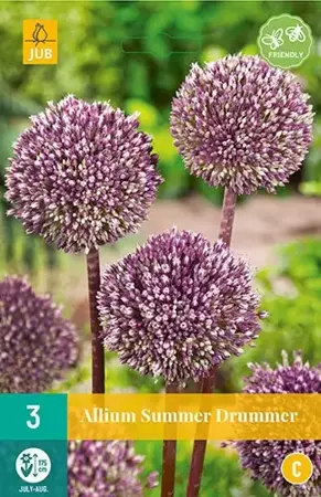 X 3 Allium Summer Drummer - afbeelding 1