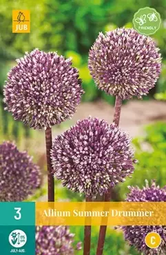 X 3 Allium Summer Drummer - afbeelding 2