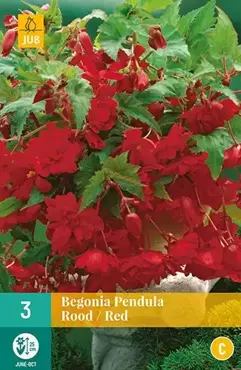 3 Begonia Pendula Rood - afbeelding 2