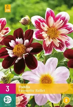 3 Dahlia Favourite Ballet - afbeelding 2