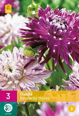 3 Dahlia Favourite Dance - afbeelding 2