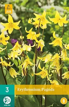 X 3 Erythronium Pagoda - afbeelding 1