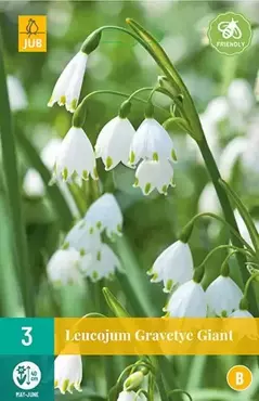 3 LEUCOJUM GRAVETYE GIANT 12/14