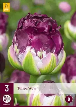 X 3 Tulipa Wow - afbeelding 1