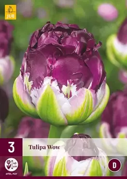 X 3 Tulipa Wow - afbeelding 2