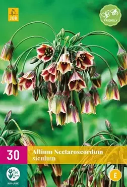 X 30 Allium (nectaroscordum) siculum - afbeelding 2