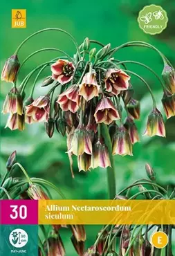 X 30 Allium (nectaroscordum) siculum - afbeelding 2