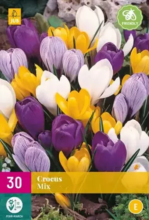 30 Crocus Grootbloemig mix 7/8