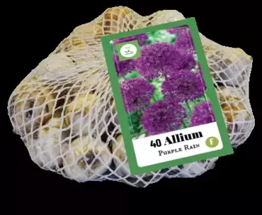 X 40 Allium Purple Rain