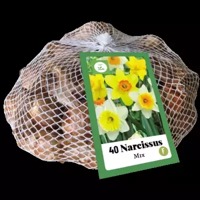 X 40 Narcissus grootkronig mix