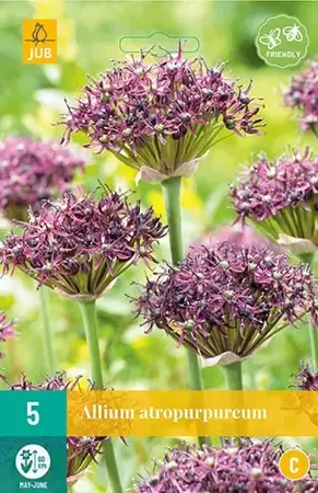 X 5 Allium atropurpureum - afbeelding 1