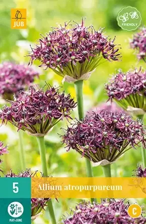 X 5 Allium atropurpureum - afbeelding 2