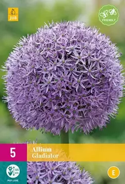 X 5 Allium Gladiator - afbeelding 2