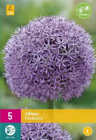 X 5 Allium Gladiator - afbeelding 1