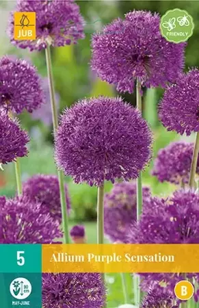 X 5 Allium Purple Sensation - afbeelding 1