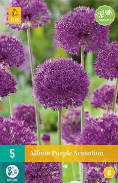 X 5 Allium Purple Sensation - afbeelding 1