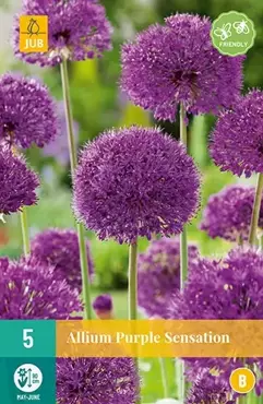 X 5 Allium Purple Sensation - afbeelding 2