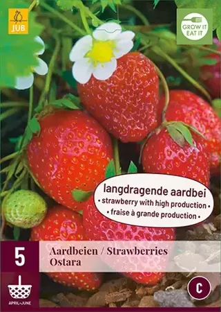 5 Fragaria Ostara - afbeelding 2