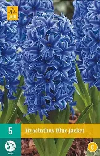 X 5 Hyacint Blue Jacket