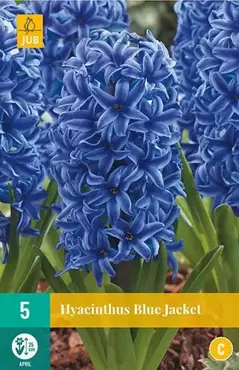 X 5 Hyacint Blue Jacket - afbeelding 2