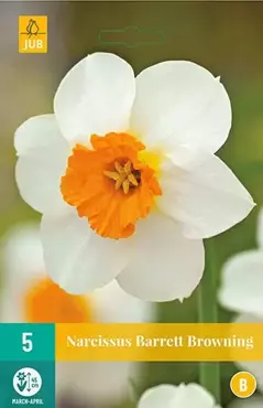 5 NARCISSUS BARRETT BROWNING 12/14