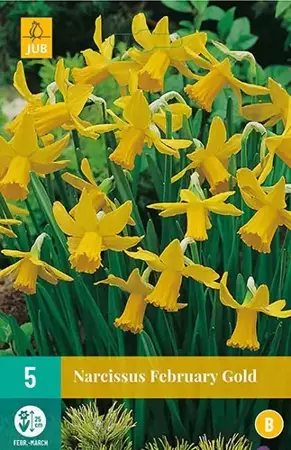 X 5 Narcissus February Gold - afbeelding 1