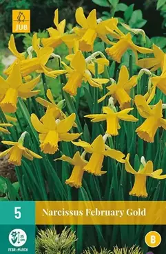 X 5 Narcissus February Gold - afbeelding 2