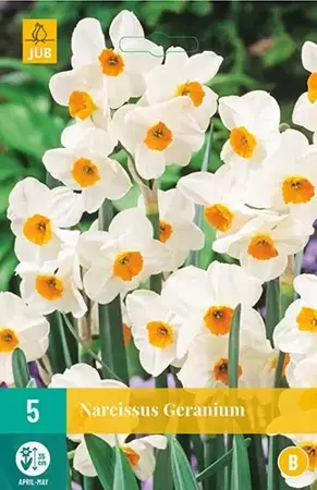 X 5 Narcissus Geranium - afbeelding 1