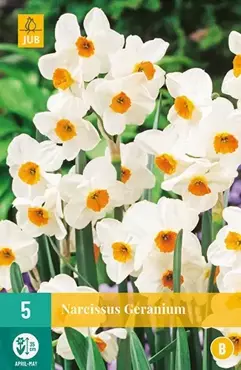 X 5 Narcissus Geranium - afbeelding 2