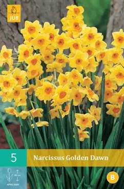 X 5 Narcissus Golden Dawn - afbeelding 1