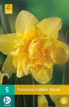 X 5 Narcissus Golden Ducat - afbeelding 1