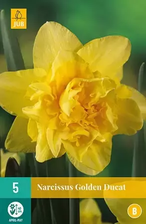 X 5 Narcissus Golden Ducat - afbeelding 2