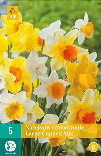 X 5 Narcissus Grootkronig mix