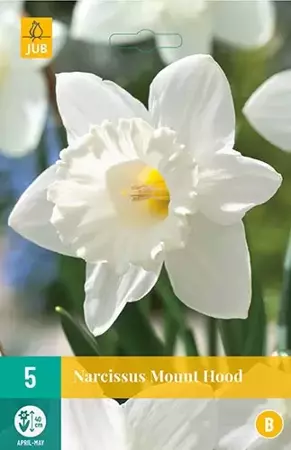 X 5 Narcissus Mount Hood - afbeelding 1