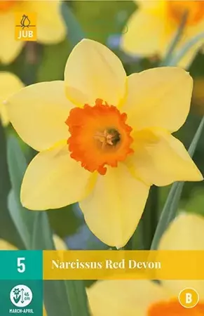 X 5 Narcissus Red Devon - afbeelding 1